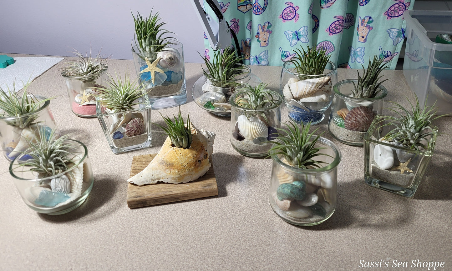 Air plant Terrarium
