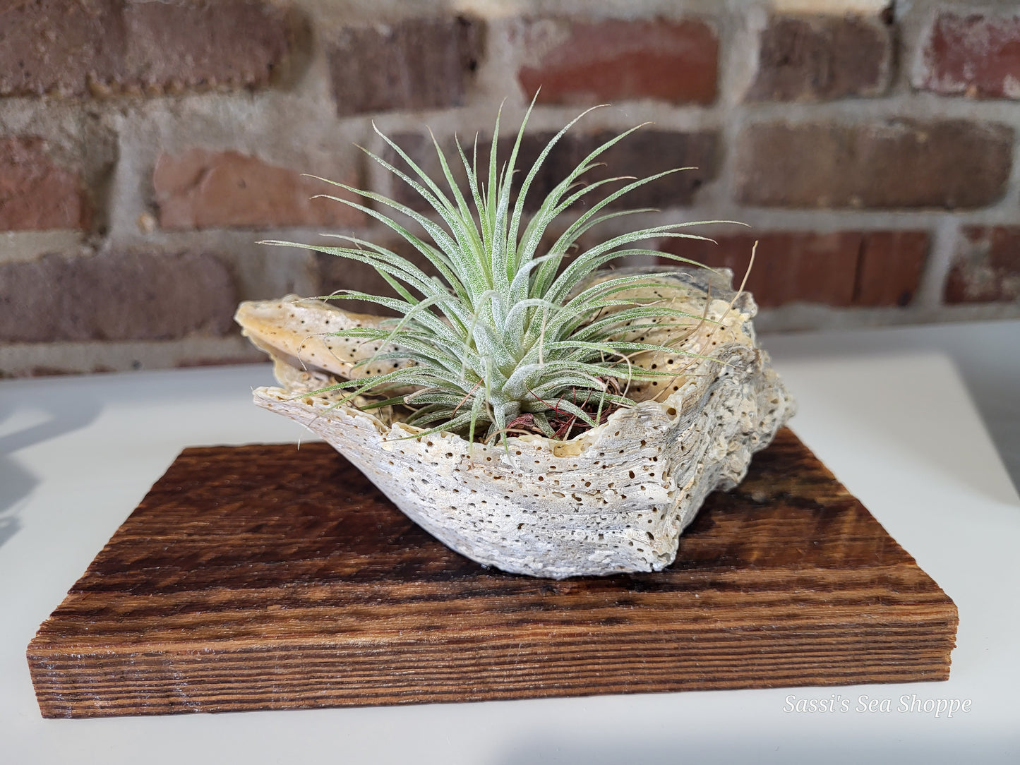 Air plant on Wood - large