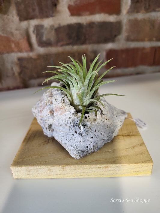 Air plant on Wood- medium
