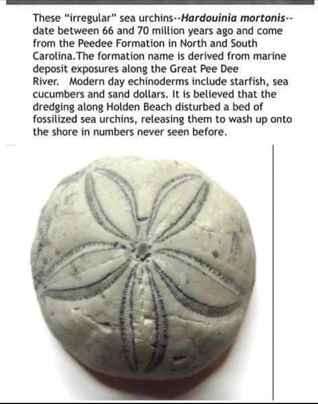 Sea Biscuit fossil