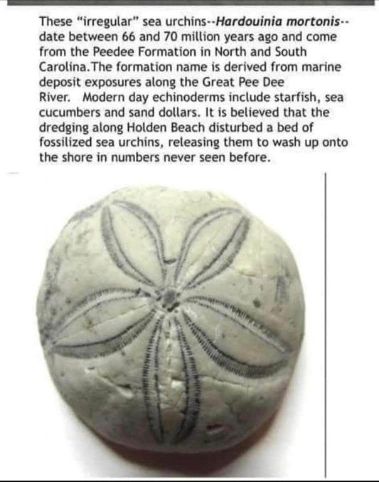 Sea Biscuit fossil