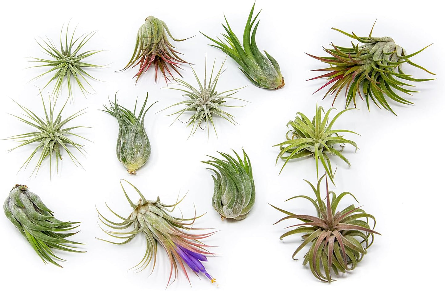 Air plant Terrarium