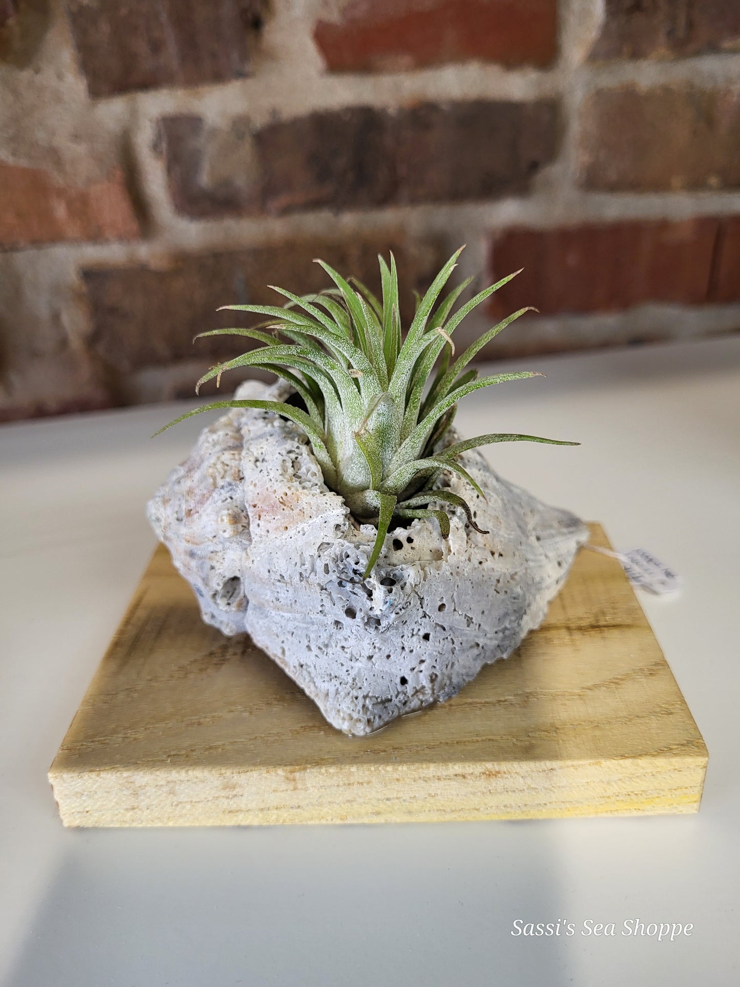 Air plant on Wood- medium